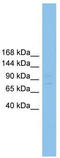 Regulatory Factor X1 antibody, TA341810, Origene, Western Blot image 