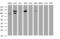 Splicing Factor 3a Subunit 1 antibody, MA5-26467, Invitrogen Antibodies, Western Blot image 