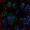 Leucine Rich Repeat Neuronal 4 antibody, HPA075974, Atlas Antibodies, Immunofluorescence image 