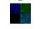 Cadherin 1 antibody, ARP51289_P050, Aviva Systems Biology, Immunofluorescence image 