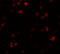 FERM And PDZ Domain Containing 1 antibody, 5453, ProSci, Immunofluorescence image 