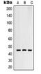 Ring Finger Protein 130 antibody, MBS821319, MyBioSource, Western Blot image 