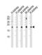 Solute Carrier Family 29 Member 1 (Augustine Blood Group) antibody, MBS9205914, MyBioSource, Western Blot image 