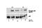 p53 antibody, 9289S, Cell Signaling Technology, Western Blot image 