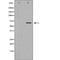 Sorting Nexin 9 antibody, orb228294, Biorbyt, Western Blot image 