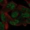 Zinc Finger Protein 850 antibody, NBP2-34185, Novus Biologicals, Immunofluorescence image 