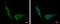 Dual Specificity Phosphatase 8 antibody, GTX115561, GeneTex, Immunocytochemistry image 