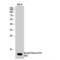 Histone Cluster 4 H4 antibody, LS-C380560, Lifespan Biosciences, Western Blot image 
