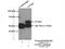 Copine-2 antibody, 17664-1-AP, Proteintech Group, Immunoprecipitation image 