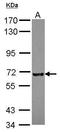 Kizuna Centrosomal Protein antibody, GTX116612, GeneTex, Western Blot image 