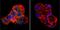Cholesteryl Ester Transfer Protein antibody, GTX22726, GeneTex, Immunocytochemistry image 