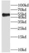 Proline Rich 5 antibody, FNab06830, FineTest, Western Blot image 