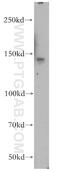 SAFB Like Transcription Modulator antibody, 17889-1-AP, Proteintech Group, Western Blot image 