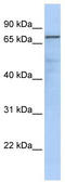 Guanine Monophosphate Synthase antibody, TA346719, Origene, Western Blot image 