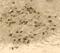 Pseudorabies Virus antibody, NB120-3534, Novus Biologicals, Immunohistochemistry frozen image 
