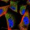 MAGI Family Member, X-Linked antibody, NBP1-93951, Novus Biologicals, Immunofluorescence image 