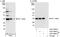 Eukaryotic Translation Elongation Factor 1 Delta antibody, A301-685A, Bethyl Labs, Immunoprecipitation image 