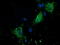 Pyrroline-5-Carboxylate Reductase 2 antibody, TA501900, Origene, Immunofluorescence image 