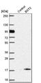 CD317 antibody, HPA017060, Atlas Antibodies, Western Blot image 