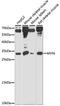 Myogenic Factor 6 antibody, LS-C750260, Lifespan Biosciences, Western Blot image 