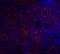 CD268 antibody, 3097, ProSci Inc, Immunofluorescence image 