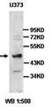 Neuropeptide S receptor antibody, orb77452, Biorbyt, Western Blot image 