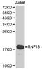 Ring Finger Protein 181 antibody, MBS127374, MyBioSource, Western Blot image 