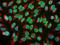 EWS RNA Binding Protein 1 antibody, LS-C204515, Lifespan Biosciences, Immunocytochemistry image 