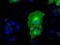 L1 Cell Adhesion Molecule antibody, LS-C114809, Lifespan Biosciences, Immunofluorescence image 