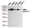 DNA repair protein XRCC1 antibody, TA347071, Origene, Western Blot image 