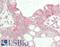 Y3 antibody, LS-B14012, Lifespan Biosciences, Immunohistochemistry paraffin image 