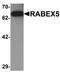 RAB Guanine Nucleotide Exchange Factor 1 antibody, TA319896, Origene, Western Blot image 