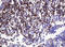 Sialophorin antibody, LS-C175471, Lifespan Biosciences, Immunohistochemistry paraffin image 