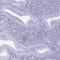 Glutamate Rich 6 antibody, PA5-61726, Invitrogen Antibodies, Immunohistochemistry frozen image 