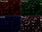 Dedicator of cytokinesis protein 2 antibody, LS-C796857, Lifespan Biosciences, Immunofluorescence image 