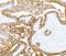 Cytokeratin antibody, A500-019A, Bethyl Labs, Immunohistochemistry frozen image 