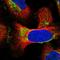 Mitochondrial Ribosomal Protein S18B antibody, HPA043485, Atlas Antibodies, Immunocytochemistry image 