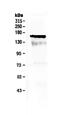 Fms Related Tyrosine Kinase 3 antibody, PA5-79270, Invitrogen Antibodies, Western Blot image 