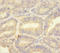 S100 Calcium Binding Protein A1 antibody, A55659-100, Epigentek, Immunohistochemistry paraffin image 