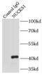 Nuclear Casein Kinase And Cyclin Dependent Kinase Substrate 1 antibody, FNab05890, FineTest, Immunoprecipitation image 