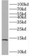 BolA Family Member 1 antibody, FNab00930, FineTest, Western Blot image 