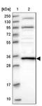 18S rRNA dimethylase antibody, NBP2-30659, Novus Biologicals, Western Blot image 