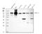 Nuclear Receptor Subfamily 3 Group C Member 1 antibody, PB9342, Boster Biological Technology, Western Blot image 