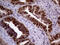 MAGE Family Member B4 antibody, LS-C799029, Lifespan Biosciences, Immunohistochemistry paraffin image 