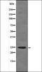 pVHL antibody, orb336002, Biorbyt, Western Blot image 