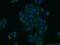 PLP2 antibody, 21482-1-AP, Proteintech Group, Immunofluorescence image 