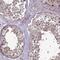 GPN-Loop GTPase 3 antibody, PA5-61591, Invitrogen Antibodies, Immunohistochemistry frozen image 