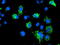 Adenylate kinase isoenzyme 4, mitochondrial antibody, TA502945, Origene, Immunofluorescence image 