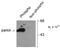 Parkin RBR E3 Ubiquitin Protein Ligase antibody, TA309209, Origene, Western Blot image 