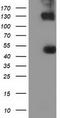 U2AF Homology Motif Kinase 1 antibody, CF501720, Origene, Western Blot image 